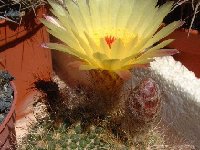 Notocactus concinnus ssp. agnetae ©JLcoll.3388.jpg